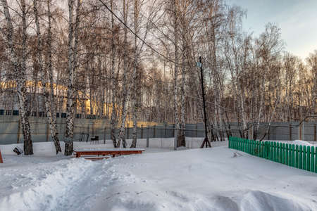 Snow-covered birch grove in the winter park. The photo was taken in Chelyabinsk, Russia.の写真素材