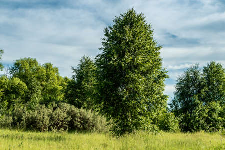 Thicket in the background of a cloudy sky on a sunny day.のeditorial素材