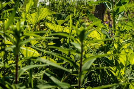 Flowers and grass grow in the garden bed.のeditorial素材