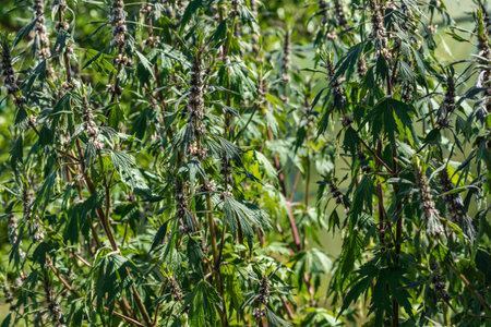 Stems and leaves of green spaces on a blurred background.のeditorial素材