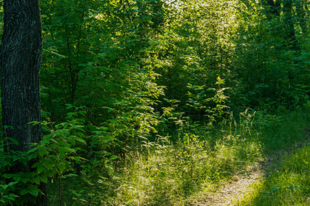 Trees and plants of various colors and shades in the rays of the evening sun.のeditorial素材