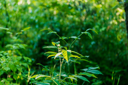 The leaves of the plant are illuminated by the suns rays.のeditorial素材