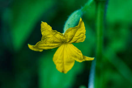 Blooming cucumber flower on a background of greenery.の写真素材