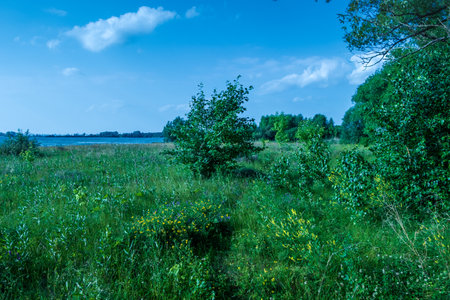 A lonely tree grows in a sunny glade.のeditorial素材