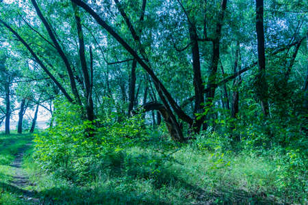 Plants and trees grow in the forest.の写真素材