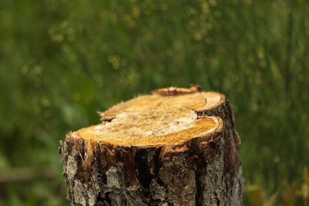 Stump, from a sawn tree, among the grass. The photo was taken in Chelyabinsk, Russia.