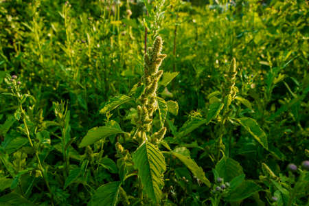 Beautiful flowers grow in the field among the greenery. The photo was taken in Chelyabinsk, Russia.の写真素材