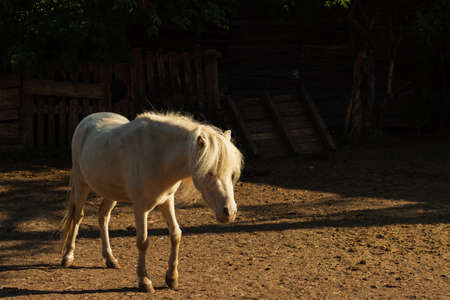 A small horse walks through the pasture.のeditorial素材