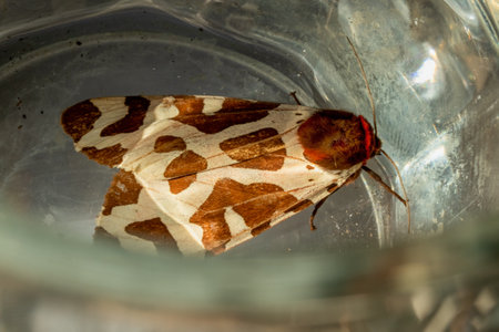Macro shot of a moth with beautiful spotted wings, viewed from above.