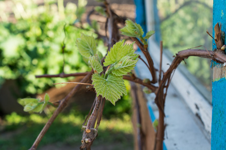 A few green leaves of a grape vineの写真素材