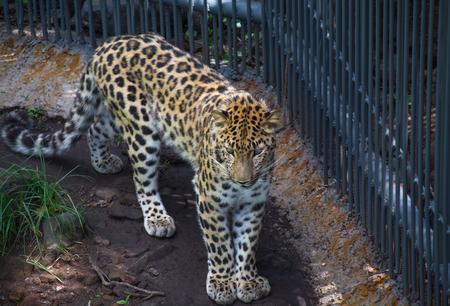 Leopard in a cage picture shot from aboveの写真素材