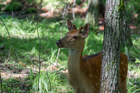 Female deer looking towards the back of the treeの写真素材