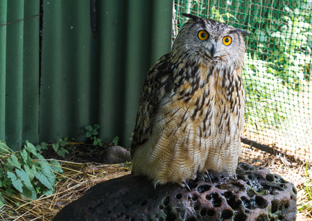 Owl sitting on a rock in the cage and looks somewhereの写真素材