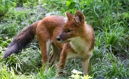 Dhole Asian wild dog in dense grass thickets