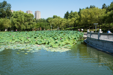 Pond which overgrown by lotos flowers. Public park in urban feature.の写真素材