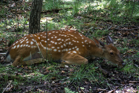 Young sika deer look wary while rest on ground. Close up view of deer's face.の写真素材