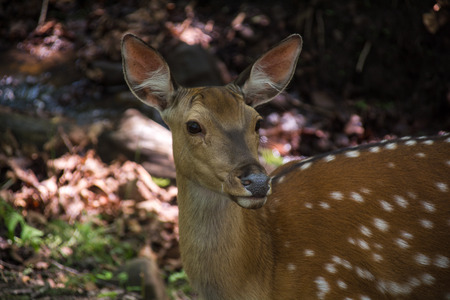 Sika deer looking ahead. Close up view of deer's face.の写真素材