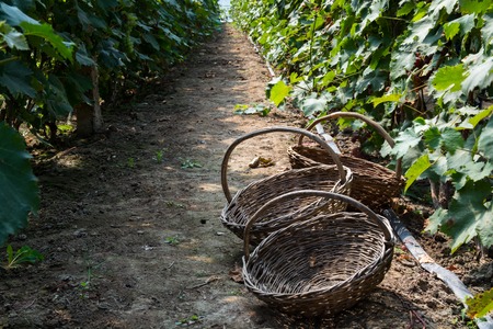 Three wicker baskets in the passageway of vineyard. Empty handmade baskets.の写真素材