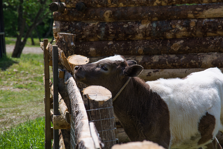 Calf in a wooden corral. Young bull with brown and white spots.の写真素材
