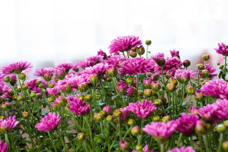 Pink blossoms. A lot of chrysanthemum flowers. Filled the all frame.の写真素材
