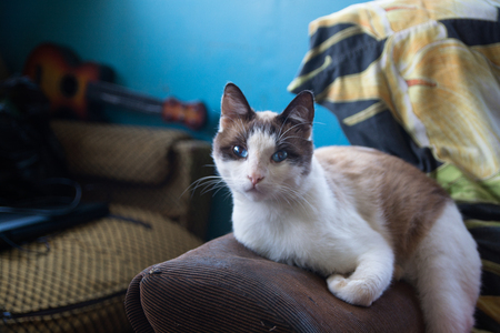 Cat's portrait. Young sitting on a couch.の写真素材