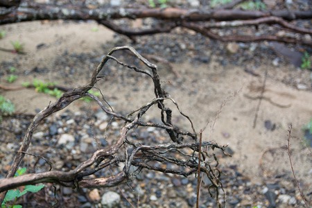 Curved and dry roots of tree. The roots of a tree on the river bank.の写真素材