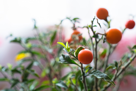 Small home tomato growing in the pot. Blurred background.の写真素材