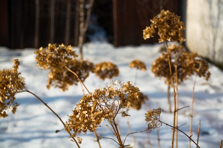 Dry grass in the winter. Dried inflorescence of flowers.の写真素材