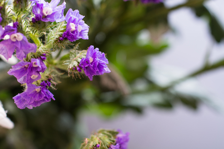 Branch with Purple Wild Flowers. Blurred Backgroundの写真素材