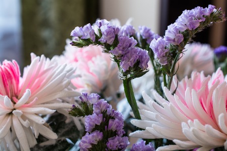 Pink and White Colors Chrysanthemum Flower. Narrow Petals.の写真素材