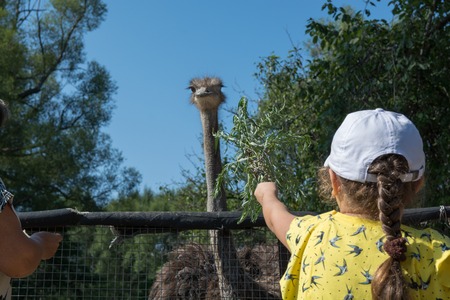 Little girl feeds ostrich. Child reaching out to ostrich.の写真素材