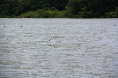Few seagulls flying over the water surface. Surface of the lake covered with ripples.の写真素材