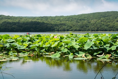 Part of lake which overgrown by lotos flowers. Wild lotos in nature environment.の写真素材