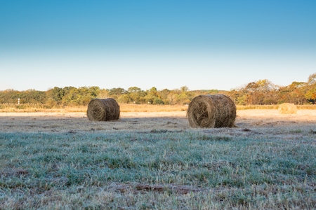 Rolls of haystacks on the field. Grass plated by hoarfrost.の写真素材