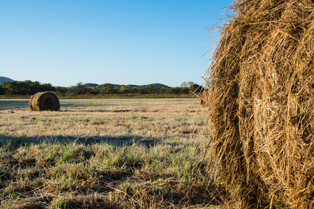 Rolls of haystacks on the field. Grass plated by hoarfrost.の写真素材