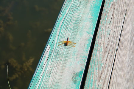 Orange dragonfly sitting on a wooden plank. Insect near the water.の写真素材