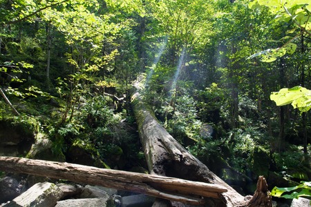 Log in the summer forest. Wild woodland overgrown by greenery.の写真素材