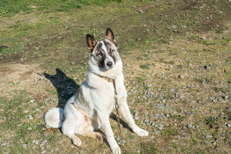White mongrel stay outdoor. Summer day.の写真素材