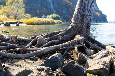 Bare roots of tree near the lake shore. Autumn day.の写真素材