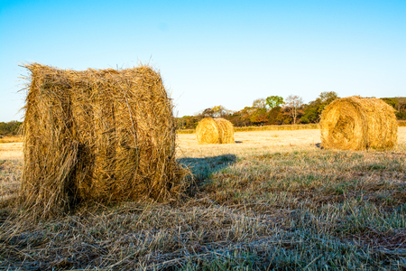 Rolls of haystacks on the field. Warm morning landscape with a rural.の写真素材