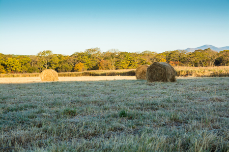 Rolls of haystacks on the field. Warm morning landscape with a rural.の写真素材