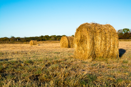 Rolls of haystacks on the field. Warm morning landscape with a rural.の写真素材