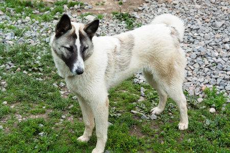 White mongrel portrait. Adult dog outdoors.の写真素材