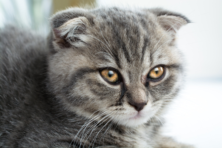 Scottish Fold cat's face. Portrait of sad kitten.の写真素材