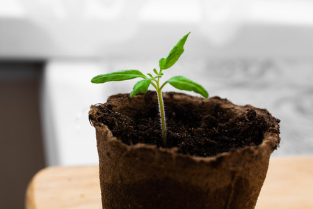 Green sprout in the small container. Peat cup for seedlings.の写真素材