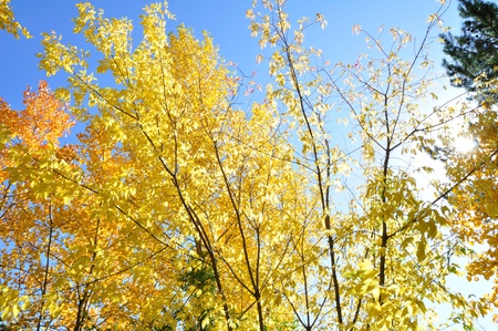 Autumn treesの写真素材