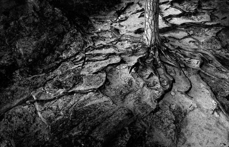 Pine tree with naked roots growing on stone surface