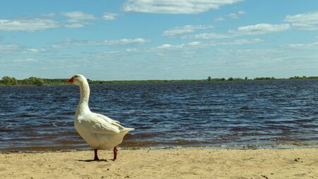 a white goose walks on a sandy beachの写真素材