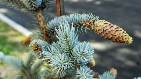 fresh cones on a branch of blue spruce, macroの写真素材