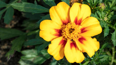 yellow-red flower in a flower bed close-up